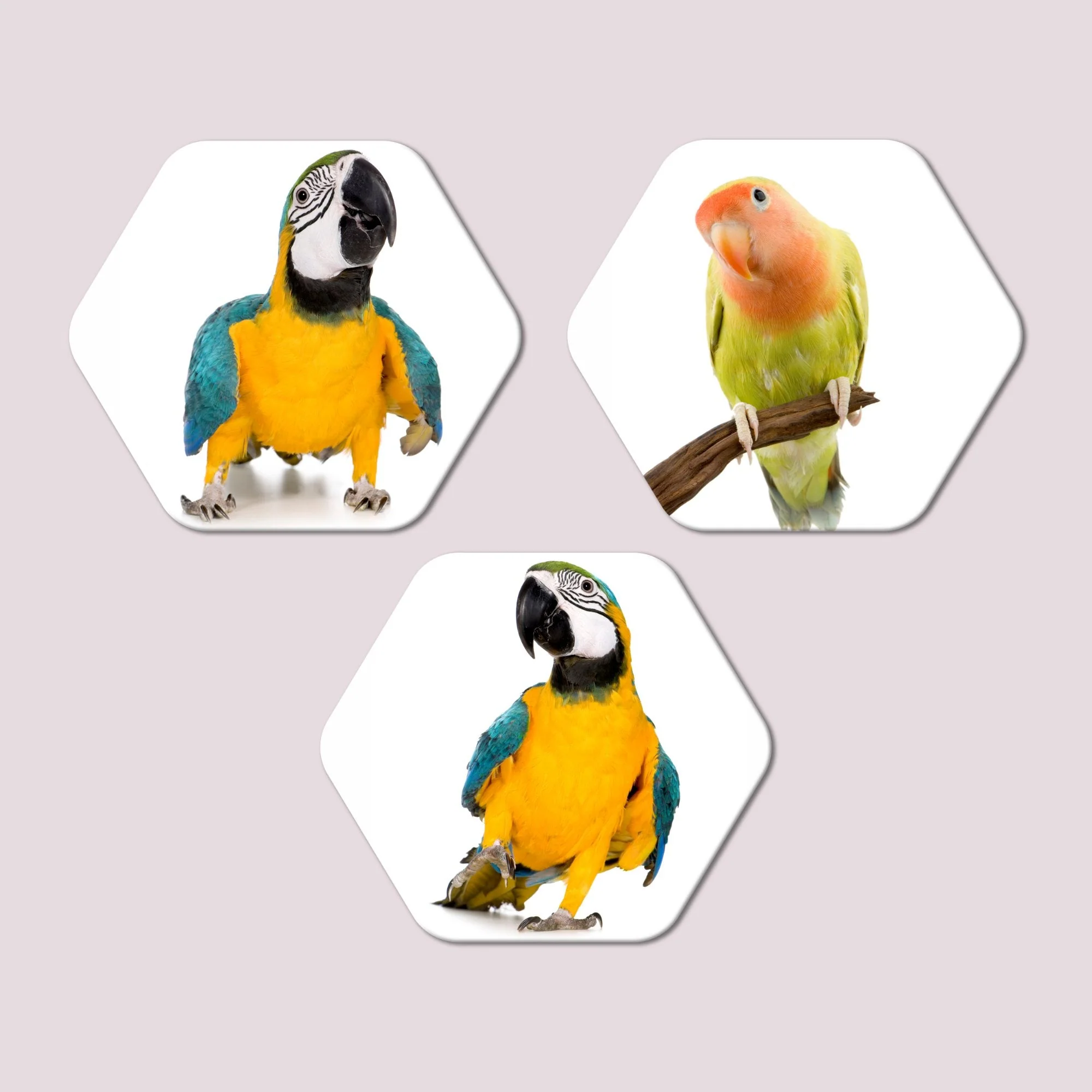 Hexagon Painting of Parrots Set of 3 - Image 4