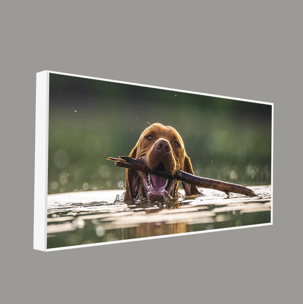 Premium Wall Painting of Dog Swimming - Image 5
