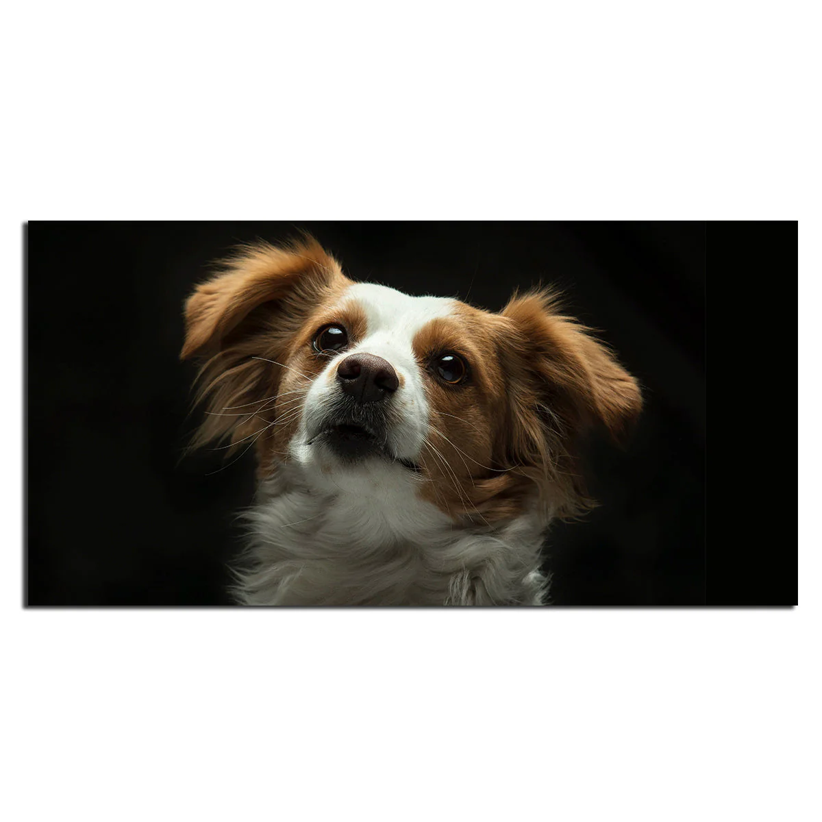 Premium Wall Painting of White and Brown Long Coat Puppy - Image 5