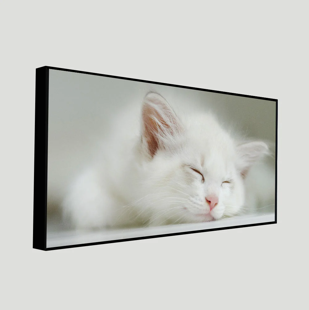 White Kitten Sleeping Canvas Wall Painting - Image 5
